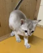 シンガプーラ【茨城県・男の子・2019年8月15日・セピアアグティー】の写真2「9/16撮影」