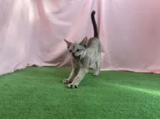 シンガプーラ【茨城県・男の子・2021年6月4日・セピアアグティー】の写真4「11/2撮影」