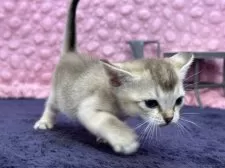 シンガプーラ【茨城県・女の子・2025年3月1日・セピアアグティー】の写真10