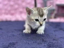 シンガプーラ【茨城県・女の子・2025年3月1日・セピアアグティー】の写真11