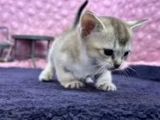 シンガプーラ【茨城県・女の子・2025年3月1日・セピアアグティー】の写真12