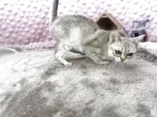 シンガプーラ【茨城県・男の子・2025年5月29日・ セピアアグティー】の写真12