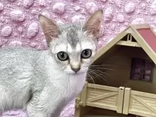 シンガプーラ【茨城県・女の子・2025年5月29日・セピアアグティー】の写真13