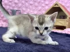 シンガプーラ【茨城県・女の子・2025年3月1日・セピアアグティー】の写真13