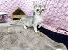 シンガプーラ【茨城県・女の子・2025年9月21日・セピアアグティー】の写真14