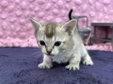 シンガプーラ【茨城県・女の子・2025年3月1日・セピアアグティー】の写真14