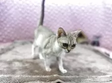 シンガプーラ【茨城県・男の子・2025年5月29日・ セピアアグティー】の写真14