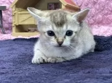 シンガプーラ【茨城県・女の子・2025年3月1日・セピアアグティー】の写真15