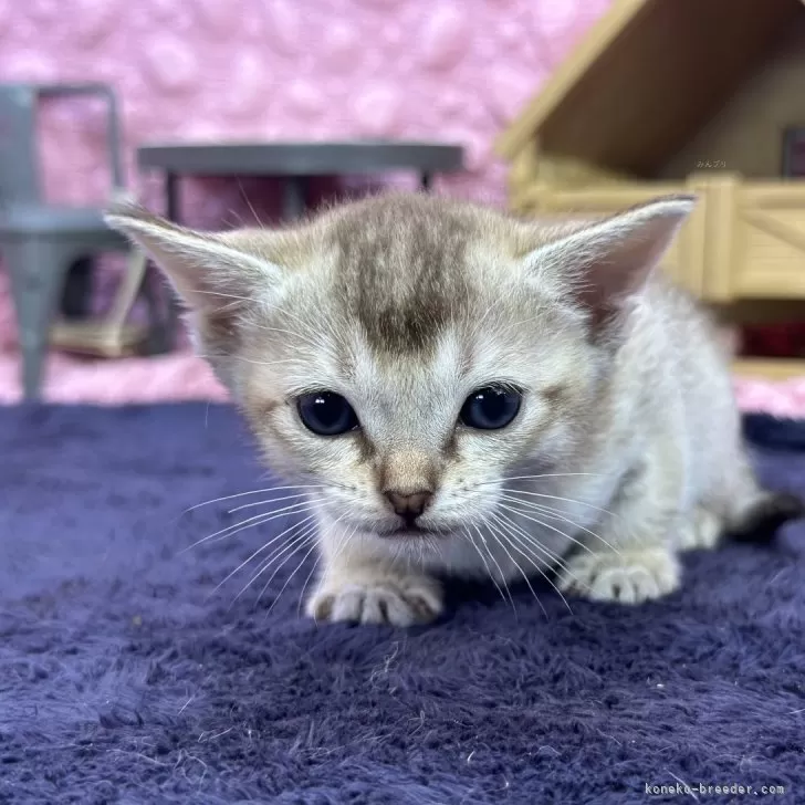 ID：2504-00072の子猫