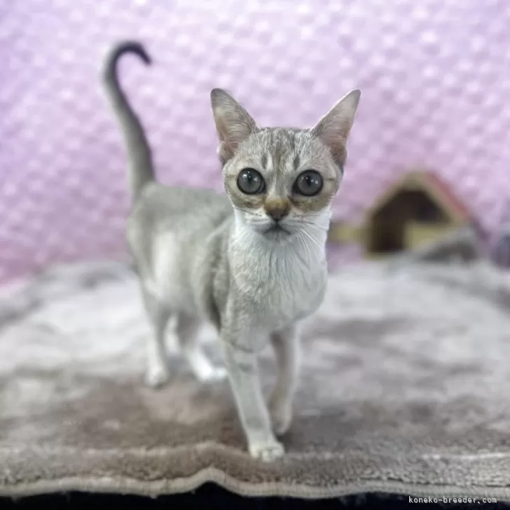 シンガプーラ【茨城県・男の子・2025年5月29日・ セピアアグティー】の写真1