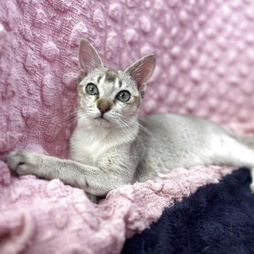 シンガプーラ【茨城県・男の子・2025年3月1日・セピアアグティー】の写真「毛並みの素晴らしい男の子」