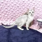 シンガプーラ