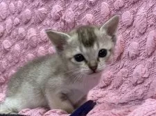 シンガプーラ【茨城県・女の子・2025年3月1日・セピアアグティー】の写真2