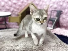 シンガプーラ【茨城県・女の子・2025年9月21日・セピアアグティー】の写真2