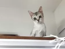 シンガプーラ【茨城県・女の子・2025年5月29日・セピアアグティー】の写真2