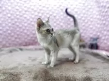 シンガプーラ【茨城県・男の子・2025年5月29日・ セピアアグティー】の写真3