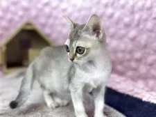 シンガプーラ【茨城県・女の子・2025年9月21日・セピアアグティー】の写真3