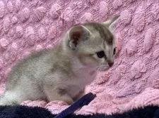 シンガプーラ【茨城県・女の子・2025年3月1日・セピアアグティー】の写真3