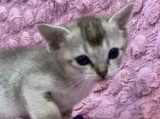 シンガプーラ【茨城県・女の子・2025年3月1日・セピアアグティー】の写真4