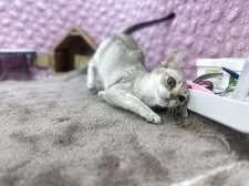 シンガプーラ【茨城県・男の子・2025年5月29日・ セピアアグティー】の写真5