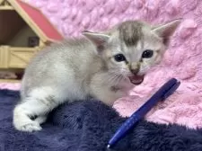 シンガプーラ【茨城県・女の子・2025年3月1日・セピアアグティー】の写真5