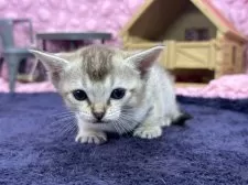 シンガプーラ【茨城県・女の子・2025年3月1日・セピアアグティー】の写真6