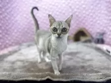 シンガプーラ【茨城県・男の子・2025年5月29日・ セピアアグティー】の写真6