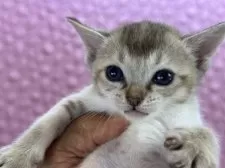 シンガプーラ【茨城県・女の子・2025年3月1日・セピアアグティー】の写真7