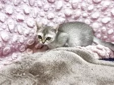 シンガプーラ【茨城県・女の子・2025年9月21日・セピアアグティー】の写真7