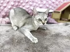 シンガプーラ【茨城県・男の子・2025年6月5日・セピアアグティー】の写真7