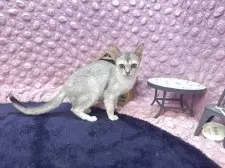 シンガプーラ【茨城県・女の子・2025年5月29日・セピアアグティー】の写真8