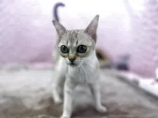 シンガプーラ【茨城県・男の子・2025年5月29日・ セピアアグティー】の写真8