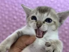 シンガプーラ【茨城県・女の子・2025年3月1日・セピアアグティー】の写真8