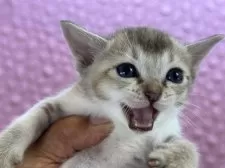 シンガプーラ【茨城県・女の子・2025年3月1日・セピアアグティー】の写真9