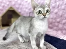 シンガプーラ【茨城県・女の子・2025年9月21日・セピアアグティー】の写真9