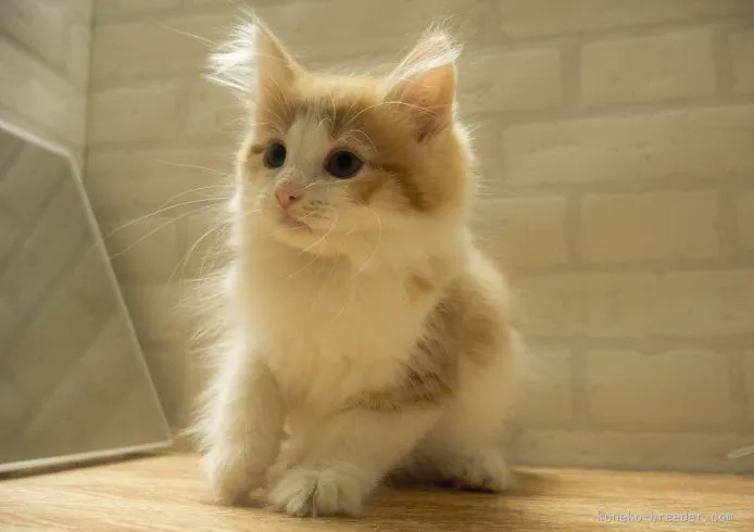 ID:1507-00017の子猫