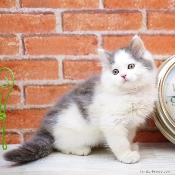 ID:2405-02052の子猫