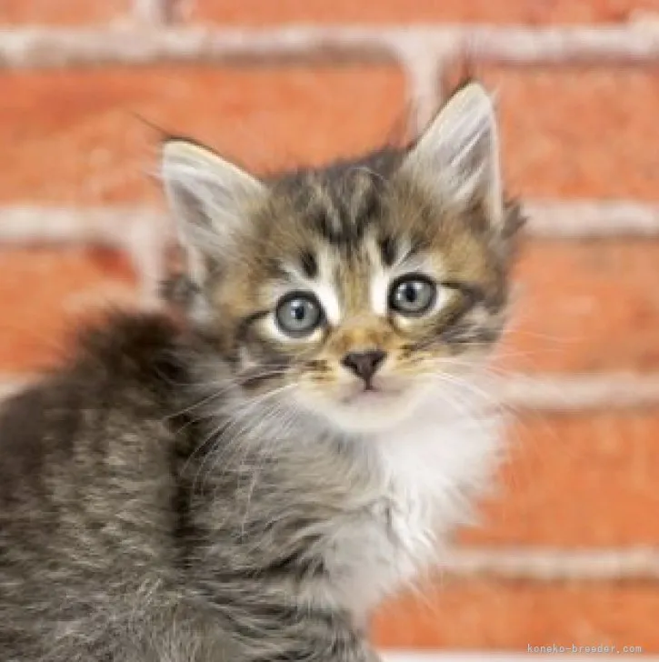 ID:2305-03291の子猫