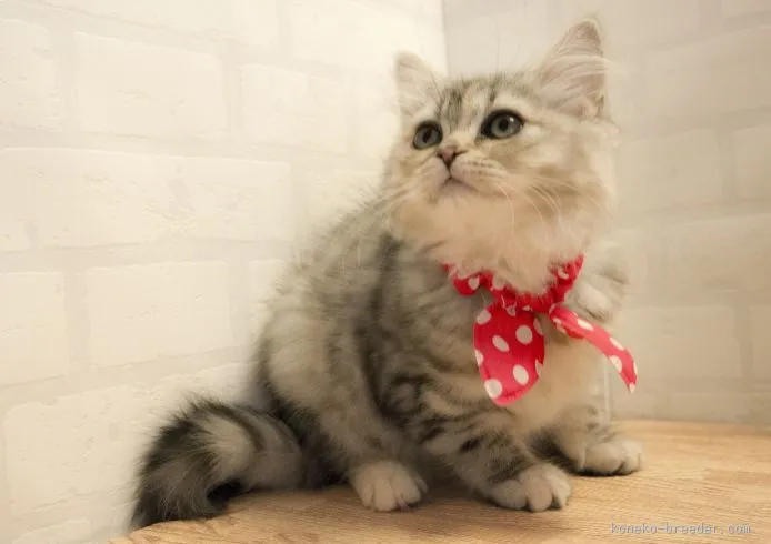 ID：1505-00484の子猫