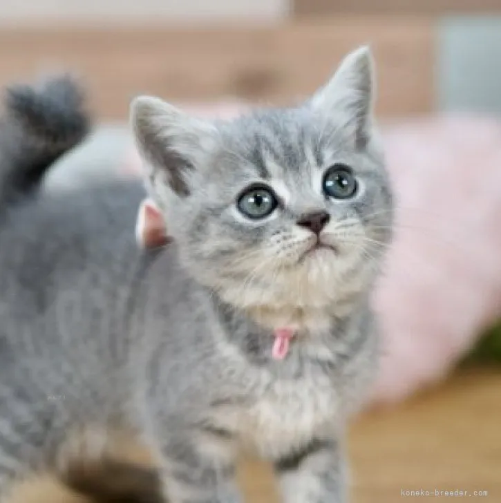 K.H 様のお迎えした子猫