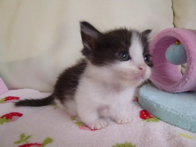 ID:1303-00084の子猫