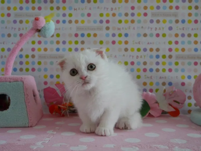 ID：1310-00366の子猫