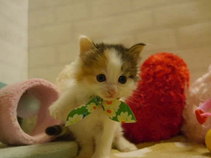 ID:1503-00339の子猫