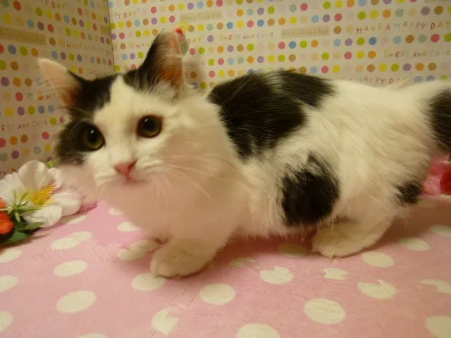 ID：1304-00101の子猫