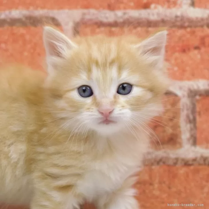 ID:2403-02777の子猫