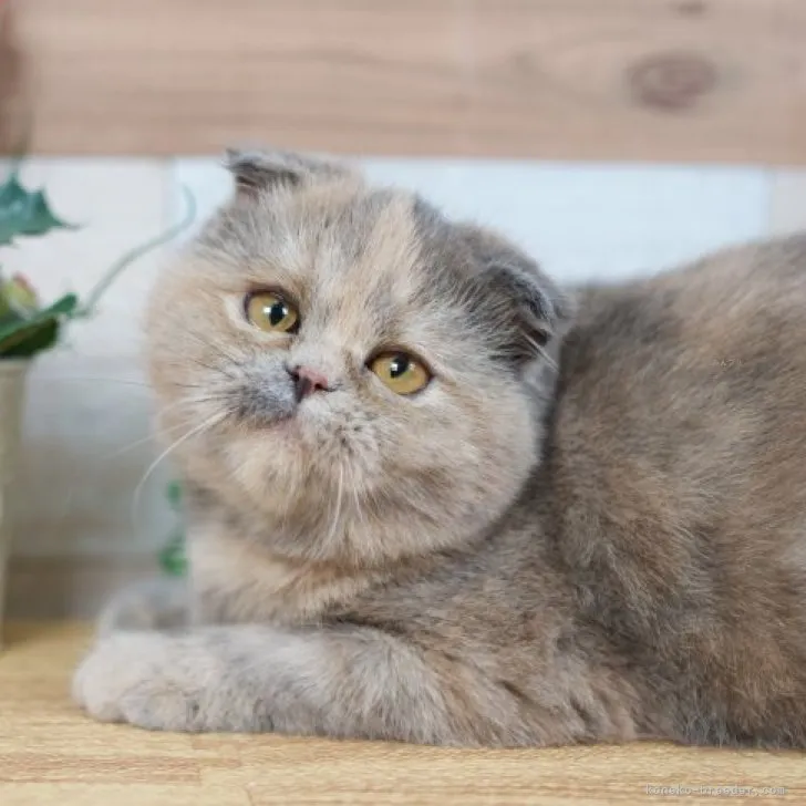 ID：2307-03627の子猫