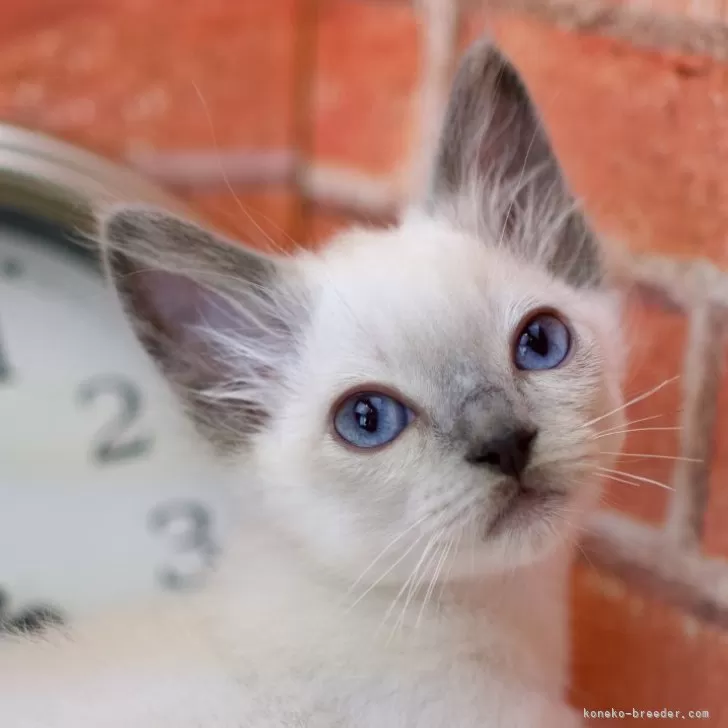 ID：2409-02060の子猫