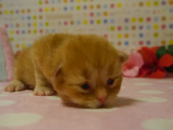 ID:1310-00241の子猫