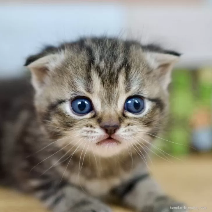 ID：2405-01864の子猫