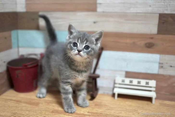 ID：2204-01568の子猫